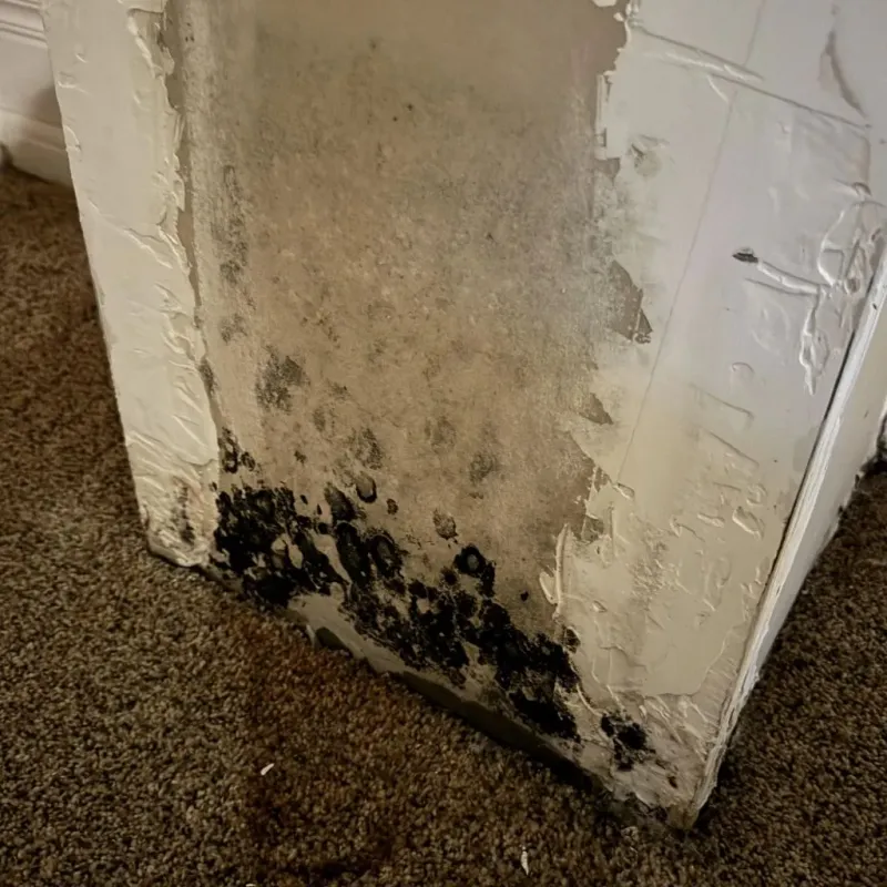 Professional Mold Removal in Ash Grove, MO